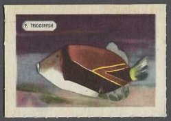 9 Triggerfish
